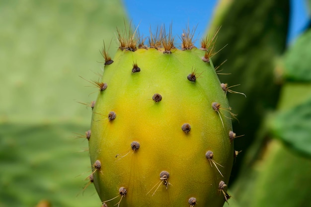 Cactus