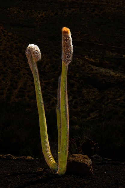 Foto cactus