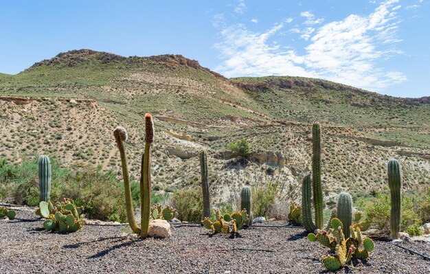 Cactus