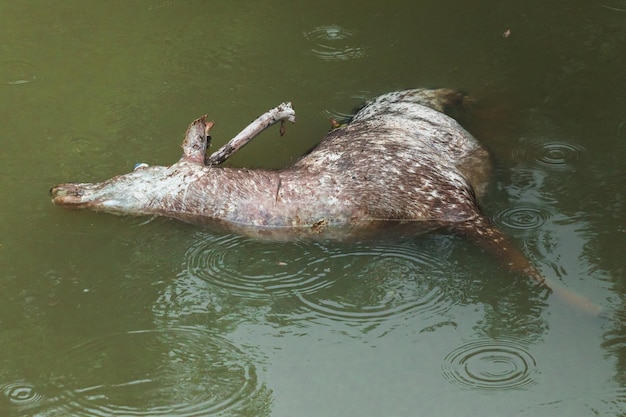 Foto el cadáver de un ciervo muerto flota en el agua y comienza a descomponerse