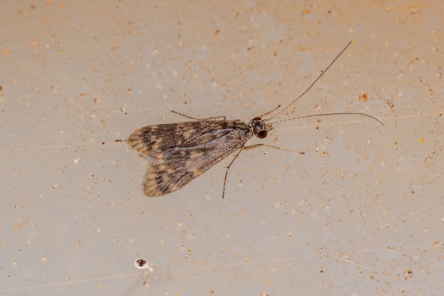 Caddisfly adulto da família Hydropsychidae que gira em rede