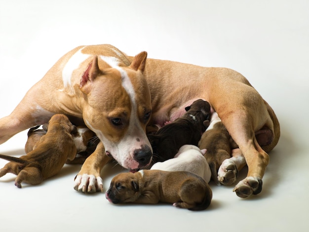 Cadela e alguns cachorrinhos em um fundo cinza