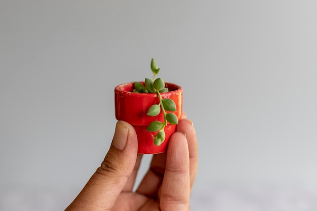 Cadena de lágrimas suculentas plantadas en una maceta en miniatura sosteniendo en la mano