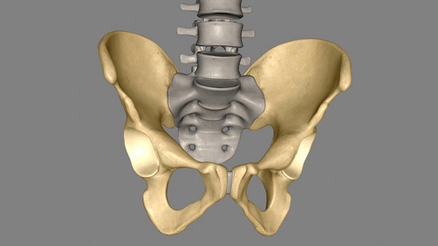 Foto la cadera es el área a cada lado de la pelvis