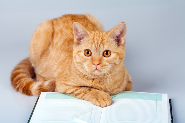Caderno de leitura de gato vermelho fofo