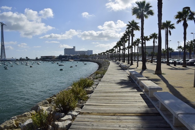 Cádiz Espanha 06 de novembro de 2019 Aterro pavimentado com palmeiras altas