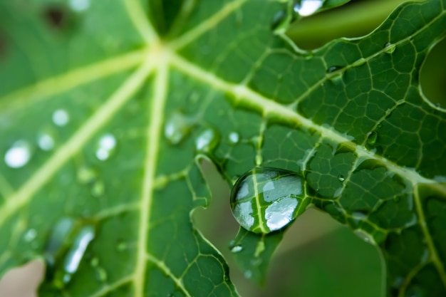 Caer sobre la hoja verde