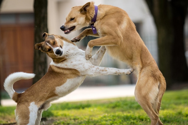 Cães a lutar no parque.