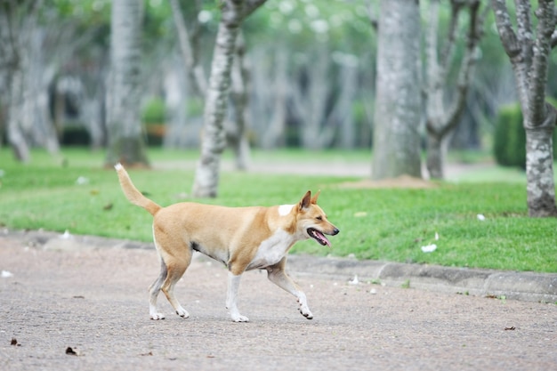 Cães a pé em exercício no jardim