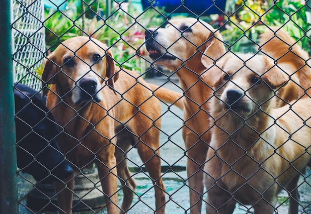 Foto cães ao ar livre em malha de abrigo.