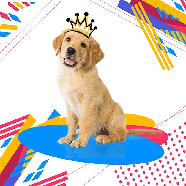 cães bonitos e fundo colorido