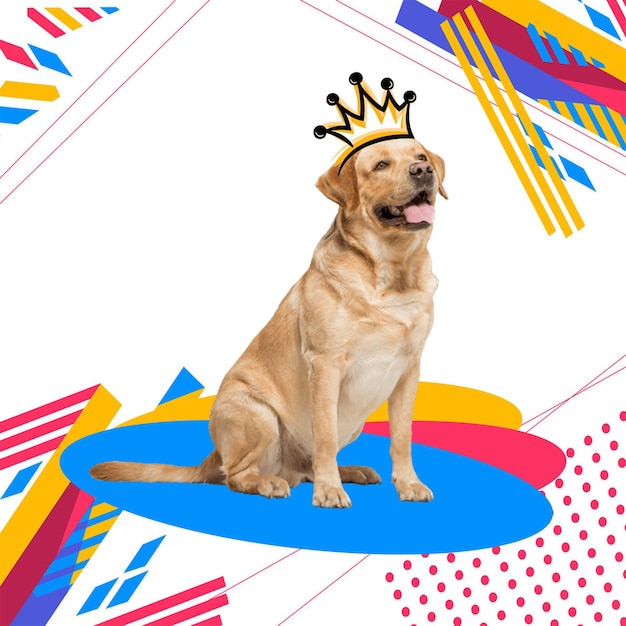cães bonitos e fundo colorido
