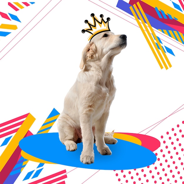 cães bonitos e fundo colorido
