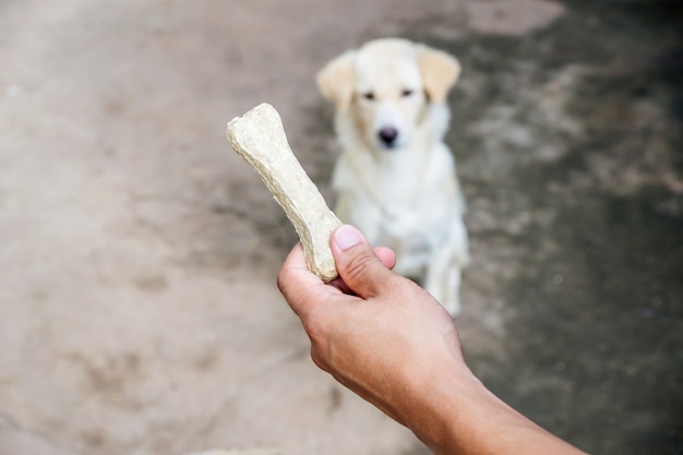 Foto cães brancos à espera de sua comida