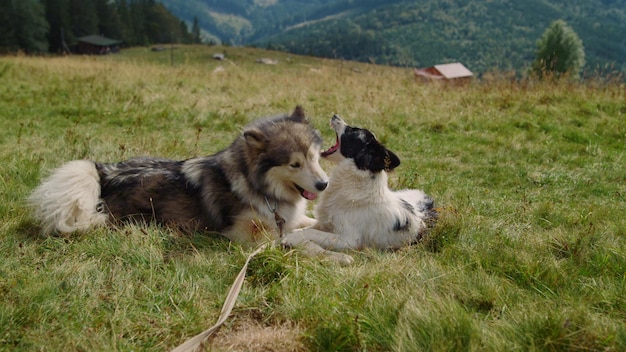 Cães brincalhões deitados na grama verde em um dia ensolarado de perto Animais ativos brincando juntos na encosta da montanha Husky alegre e animal de estimação mestiço brincando mordendo uns aos outros ao ar livre nas férias de verão