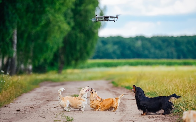 Cães brincando com drones Cachorros engraçados estão brincando na estrada no dia de verão