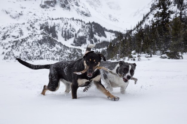 Cães brincando juntos na neve