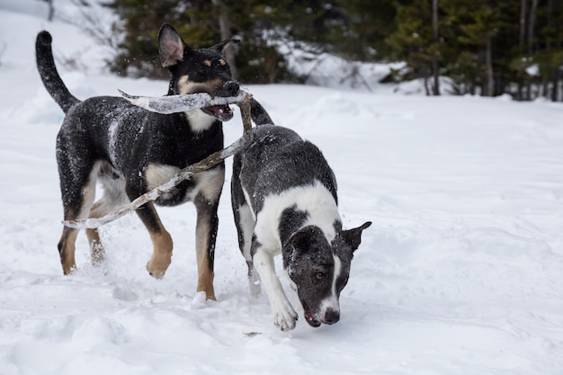 Cães brincando juntos na neve