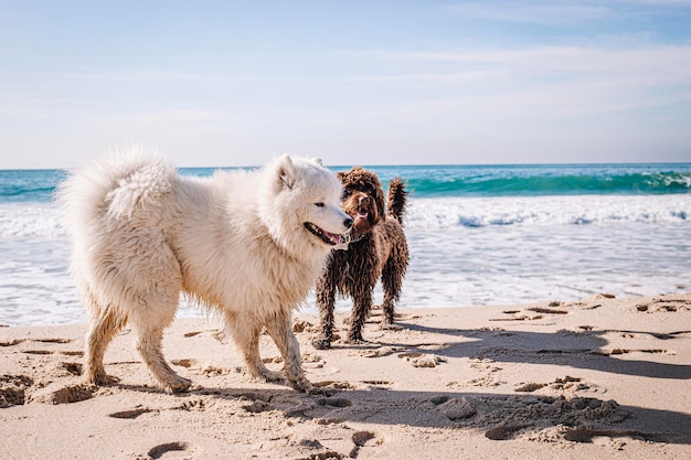 Foto cães brincando