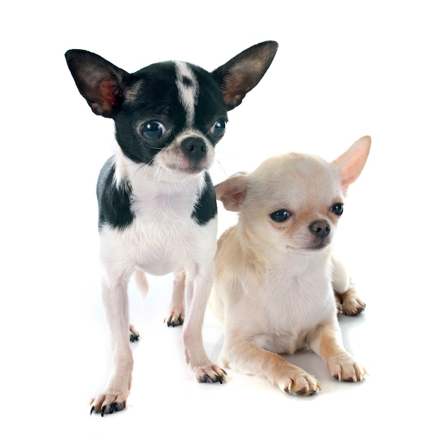 cães chihuahua