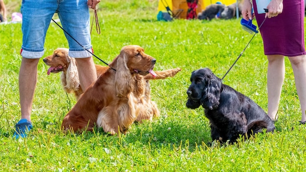 Cães Cocker Spaniel americanos pretos e marrons perto de seus donos durante uma caminhada no parque