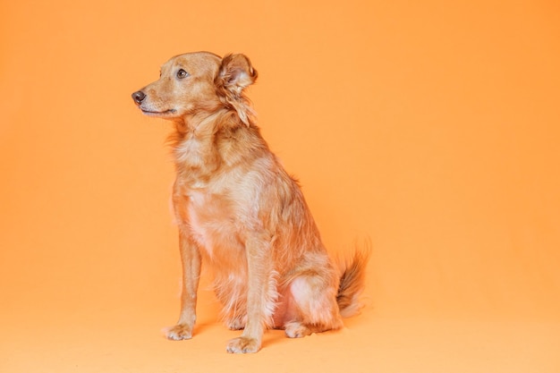 Cães contra fundo amarelo