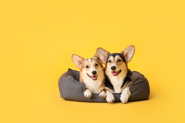 Cães Corgi com cama para animais de estimação na cor de fundo amarelo