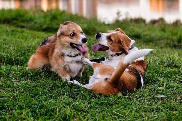 Cães corgi e beagle correm juntos cachorrinhos brincalhões pulando e brincando no campo verde