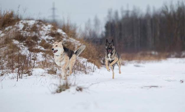 Cães correndo em um campo nevado na floresta de inverno