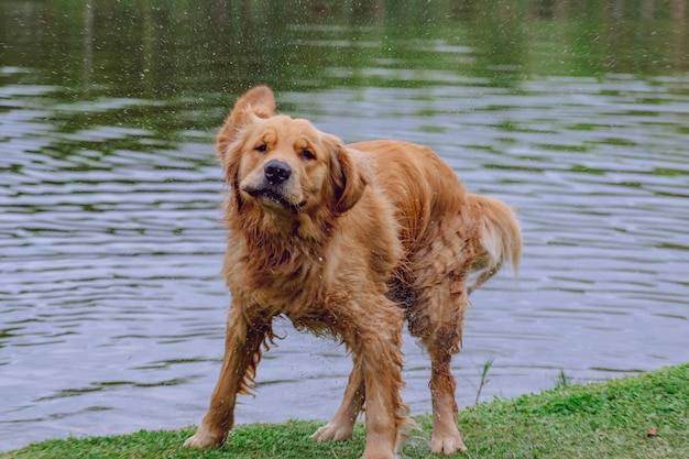 Foto cães correndo no lago