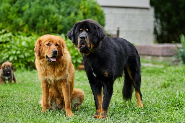 Cães da família Newfoundland com filhotes correndo por aí