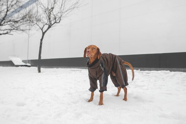 Cães da raça magyar vizsla vestidos com uma jaqueta está na temporada de neve do inverno e olha para o lado