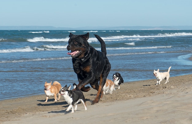 Cães de corrida