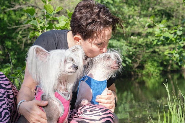 Cães de crista chinesa de raça pura em arreios sentam-se no colo de seus donos