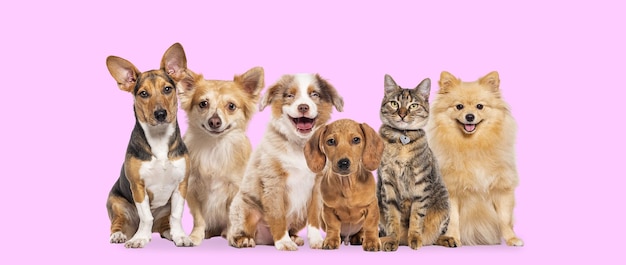 Cães de grupo sentados felizes e um gato olhando para a câmera e ofegante boca aberta contra um fundo rosa
