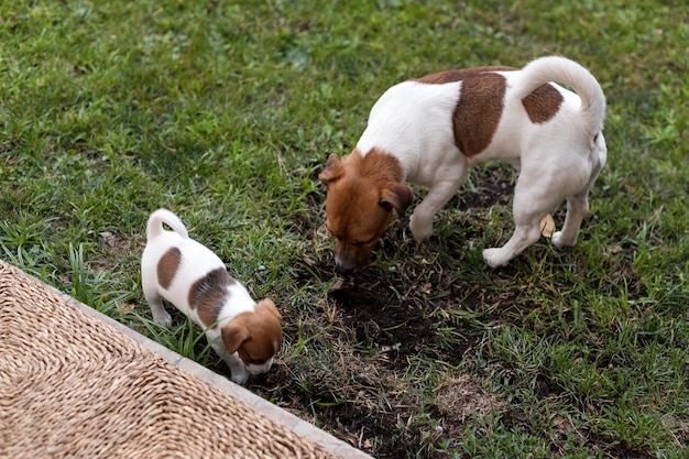 Cães de Jack Russell que jogam no prado da grama. Cachorrinho e cão adulto fora no parque, verão.