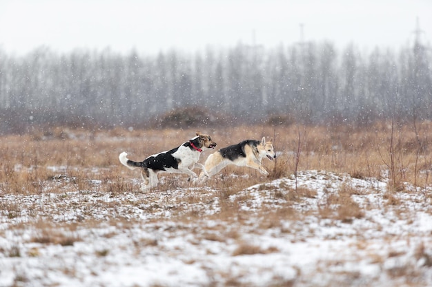 Cães de pastor de raça mista correndo no campo de inverno