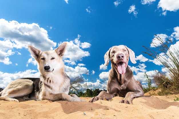 Cães de raça pura engraçados deitados em uma pilha de areia contra um céu nublado e um sol forte na periferia da cidade