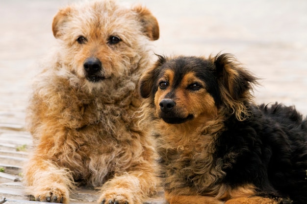 Cães de rua abandonados