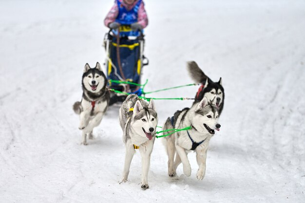 Cães de trenó de inverno correndo nas montanhas