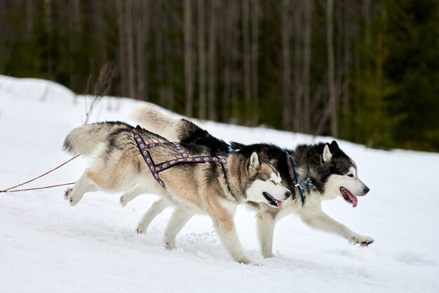 Cães de trenó de inverno correndo nas montanhas