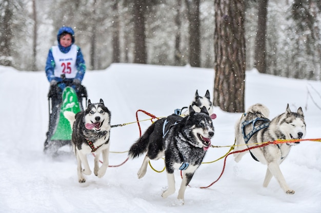 Cães de trenó de inverno correndo nas montanhas