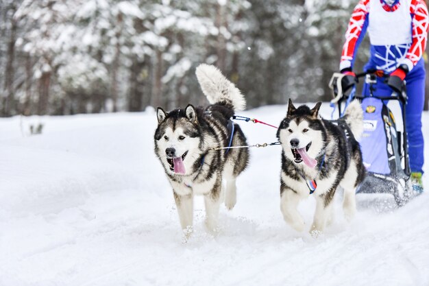 Cães de trenó de inverno correndo nas montanhas