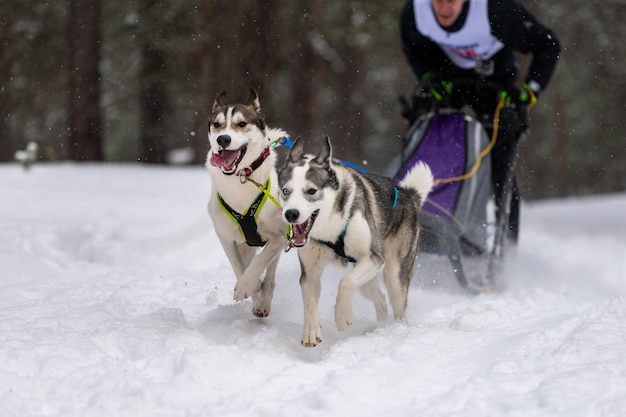 Cães de trenó Husky se unem em corrida de arreios e puxam o motorista do cão. Corridas de cães de trenó. Competição do campeonato de esporte de inverno.