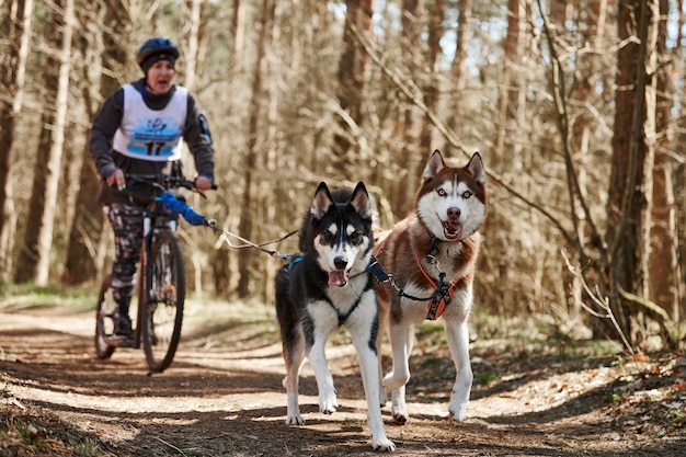 Cães de trenó husky siberiano correndo puxando mulher de scooter na floresta seca de outono cães husky andando de scooter