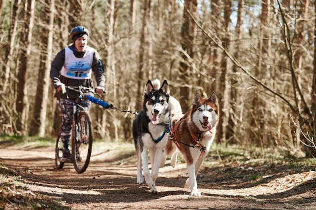 Cães de trenó husky siberiano correndo puxando mulher de scooter na floresta seca de outono cães husky andando de scooter