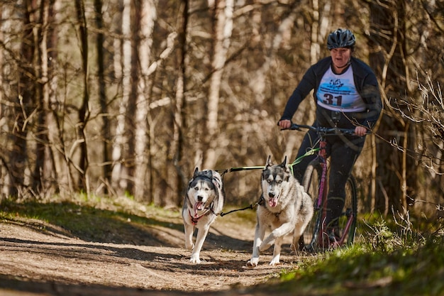 Cães de trenó husky siberiano correndo puxando mulher de scooter na floresta seca de outono cães husky andando de scooter