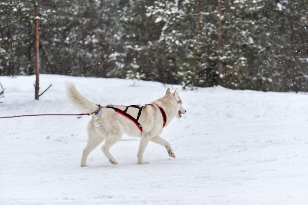 Cães de trenó puxados por cavalos em arreios correm e puxam o condutor do cão competição do campeonato de esportes de inverno.