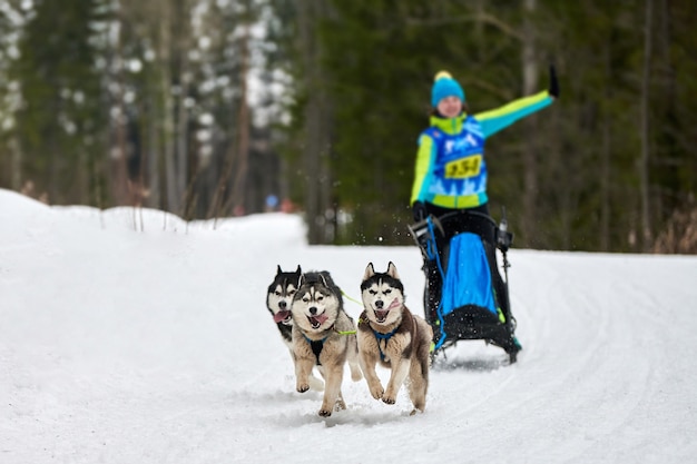 Cães de trenó puxando musher em esqui