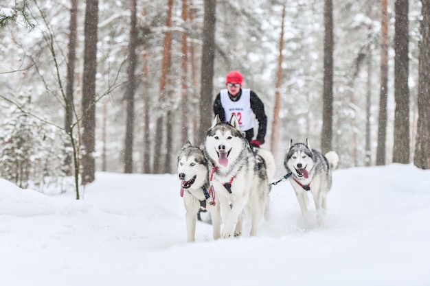 Cães de trenó puxando musher em trenó